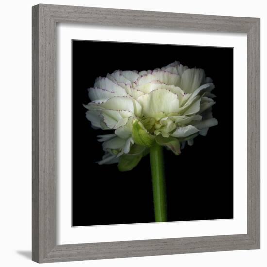 Ranunculus White-Magda Indigo-Framed Photographic Print