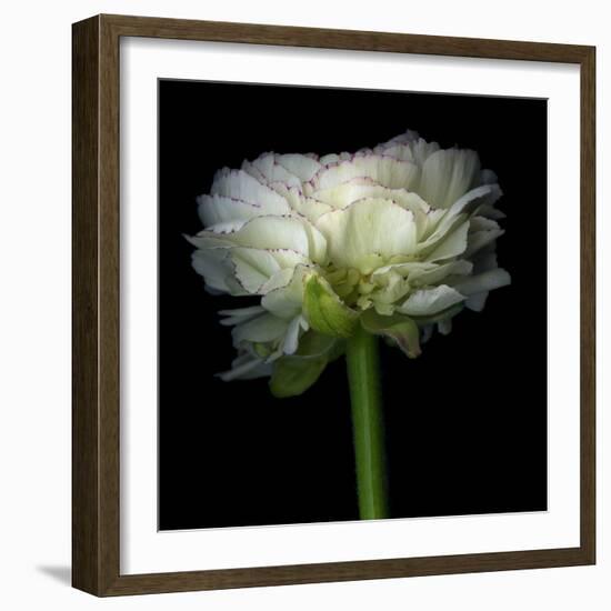 Ranunculus White-Magda Indigo-Framed Photographic Print