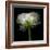 Ranunculus White-Magda Indigo-Framed Photographic Print