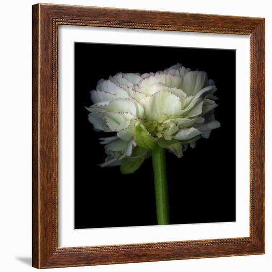 Ranunculus White-Magda Indigo-Framed Photographic Print