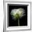 Ranunculus White-Magda Indigo-Framed Photographic Print