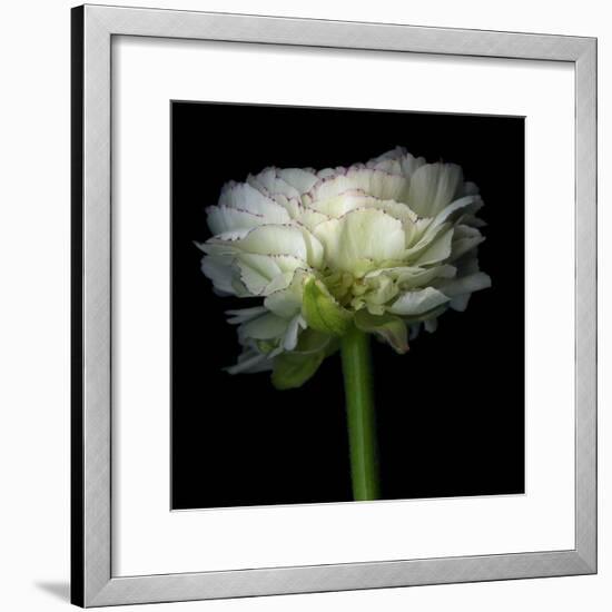 Ranunculus White-Magda Indigo-Framed Photographic Print