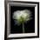 Ranunculus White-Magda Indigo-Framed Photographic Print