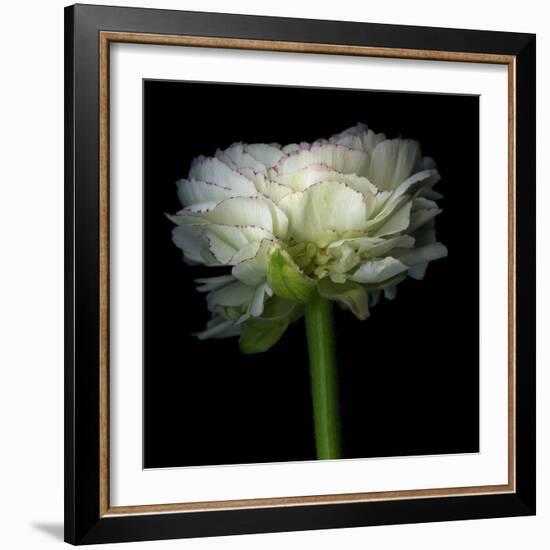 Ranunculus White-Magda Indigo-Framed Photographic Print