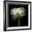 Ranunculus White-Magda Indigo-Framed Photographic Print