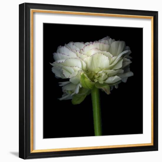 Ranunculus White-Magda Indigo-Framed Photographic Print