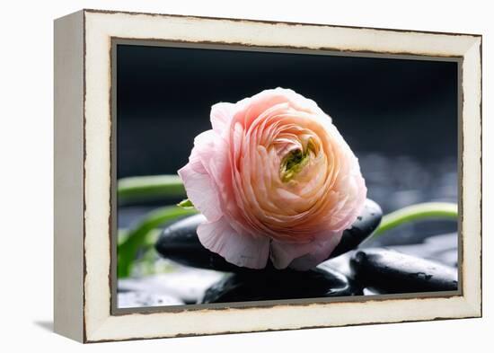 Ranunculus with Therapy Stones-crystalfoto-Framed Premier Image Canvas