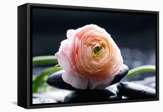 Ranunculus with Therapy Stones-crystalfoto-Framed Premier Image Canvas