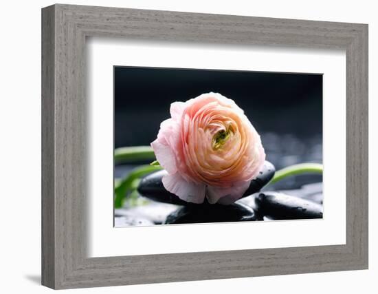 Ranunculus with Therapy Stones-crystalfoto-Framed Photographic Print