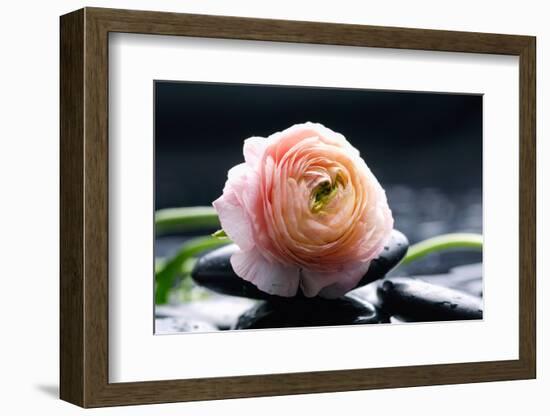Ranunculus with Therapy Stones-crystalfoto-Framed Photographic Print