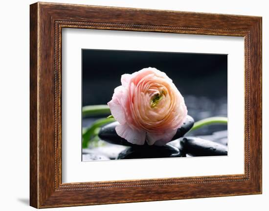 Ranunculus with Therapy Stones-crystalfoto-Framed Photographic Print
