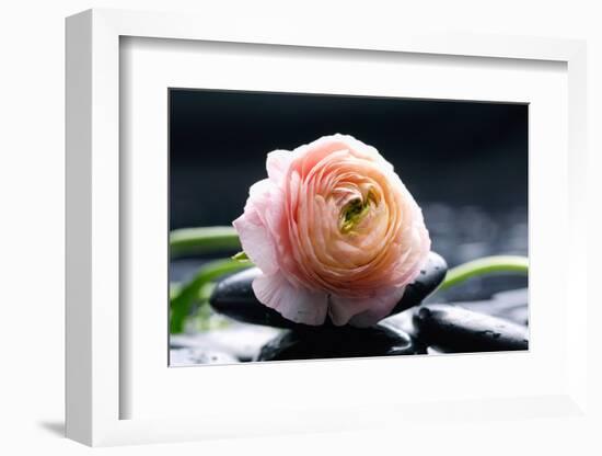 Ranunculus with Therapy Stones-crystalfoto-Framed Photographic Print