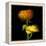 Ranunculus Yellow and Orange-Magda Indigo-Framed Premier Image Canvas