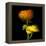 Ranunculus Yellow and Orange-Magda Indigo-Framed Premier Image Canvas