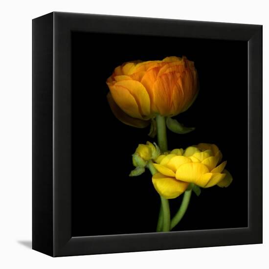 Ranunculus Yellow and Orange-Magda Indigo-Framed Premier Image Canvas