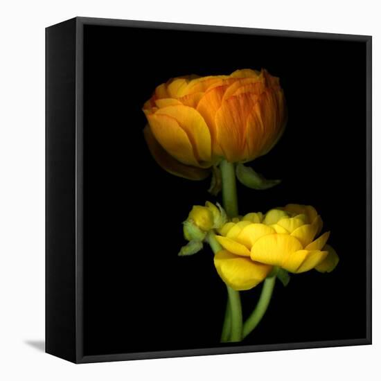 Ranunculus Yellow and Orange-Magda Indigo-Framed Premier Image Canvas