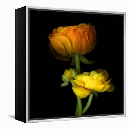 Ranunculus Yellow and Orange-Magda Indigo-Framed Premier Image Canvas