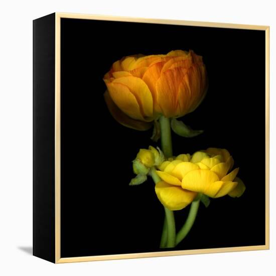 Ranunculus Yellow and Orange-Magda Indigo-Framed Premier Image Canvas