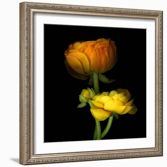 Ranunculus Yellow and Orange-Magda Indigo-Framed Photographic Print