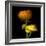 Ranunculus Yellow and Orange-Magda Indigo-Framed Photographic Print