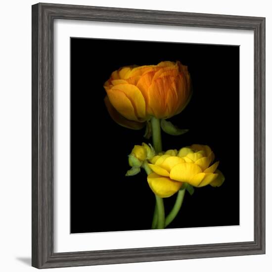 Ranunculus Yellow and Orange-Magda Indigo-Framed Photographic Print