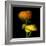 Ranunculus Yellow and Orange-Magda Indigo-Framed Photographic Print