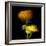 Ranunculus Yellow and Orange-Magda Indigo-Framed Photographic Print