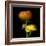 Ranunculus Yellow and Orange-Magda Indigo-Framed Photographic Print