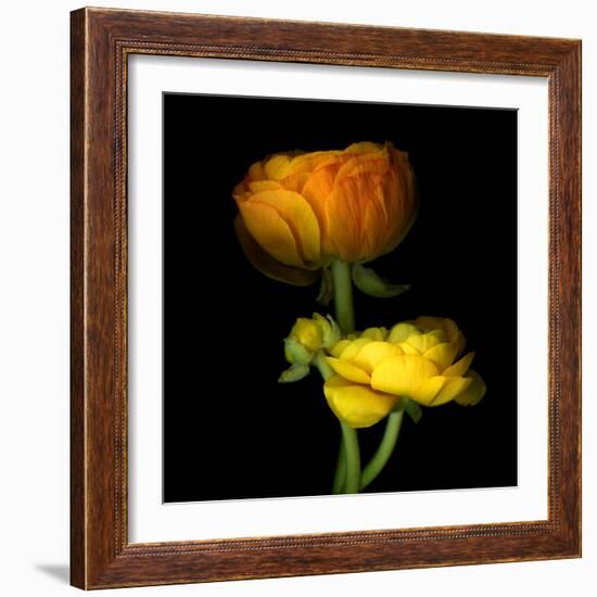 Ranunculus Yellow and Orange-Magda Indigo-Framed Photographic Print