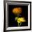 Ranunculus Yellow and Orange-Magda Indigo-Framed Photographic Print