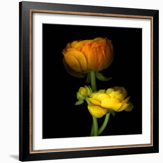 Ranunculus Yellow and Orange-Magda Indigo-Framed Photographic Print