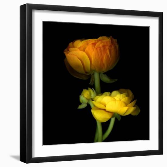 Ranunculus Yellow and Orange-Magda Indigo-Framed Photographic Print