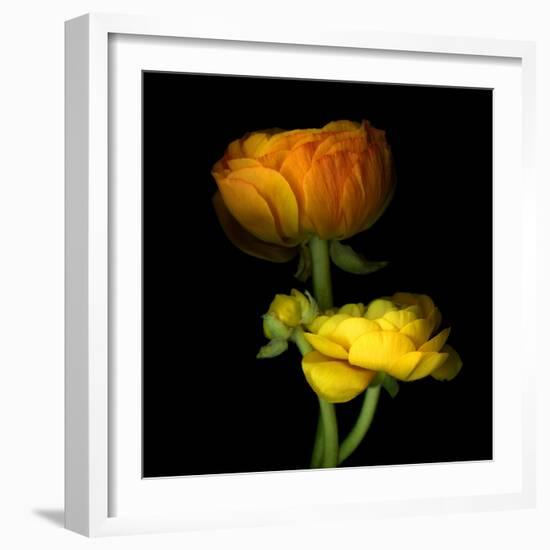 Ranunculus Yellow and Orange-Magda Indigo-Framed Photographic Print