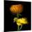 Ranunculus Yellow and Orange-Magda Indigo-Mounted Photographic Print