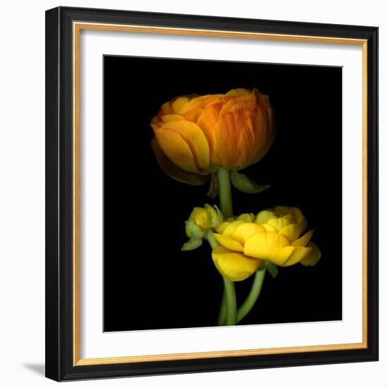 Ranunculus Yellow and Orange-Magda Indigo-Framed Photographic Print