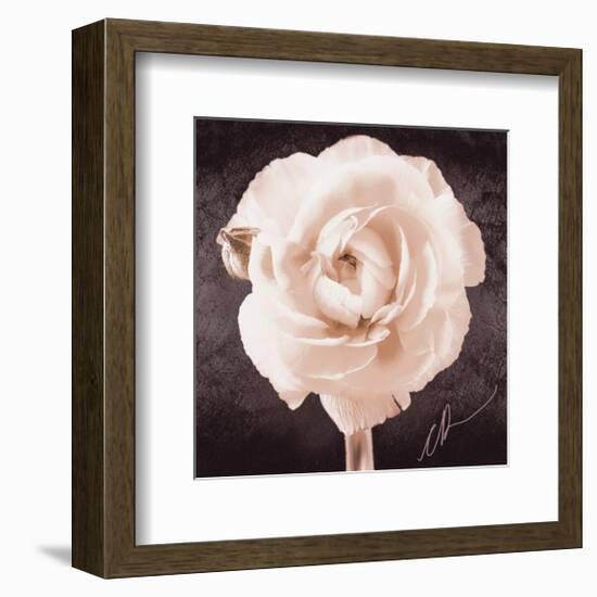 Ranunculus-Christine Zalewski-Framed Premium Giclee Print