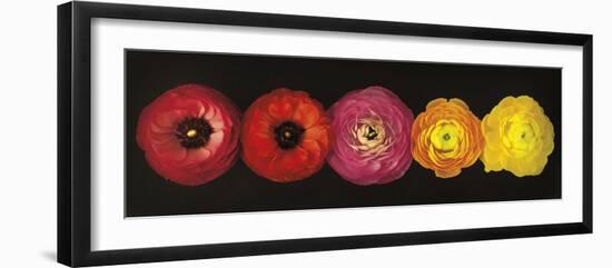 Ranunculus-Assaf Frank-Framed Giclee Print