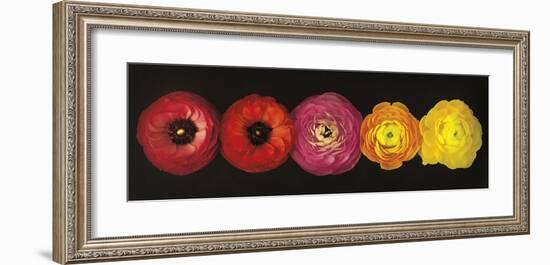 Ranunculus-Assaf Frank-Framed Giclee Print