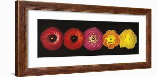 Ranunculus-Assaf Frank-Framed Giclee Print