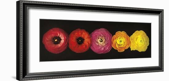 Ranunculus-Assaf Frank-Framed Giclee Print