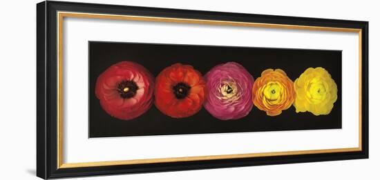 Ranunculus-Assaf Frank-Framed Giclee Print