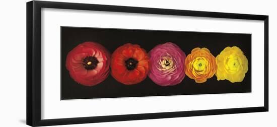 Ranunculus-Assaf Frank-Framed Giclee Print