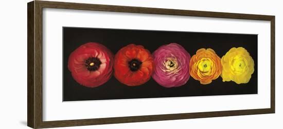 Ranunculus-Assaf Frank-Framed Giclee Print