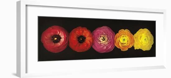 Ranunculus-Assaf Frank-Framed Giclee Print