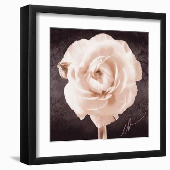 Ranunculus-Christine Zalewski-Framed Art Print