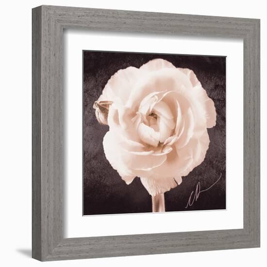 Ranunculus-Christine Zalewski-Framed Art Print