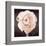 Ranunculus-Christine Zalewski-Framed Art Print