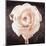 Ranunculus-Christine Zalewski-Mounted Art Print