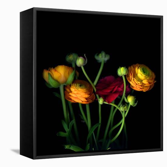 Ranunculus-Magda Indigo-Framed Premier Image Canvas