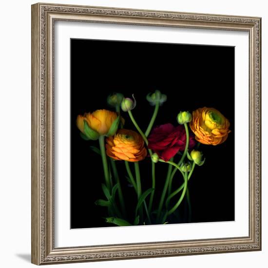 Ranunculus-Magda Indigo-Framed Photographic Print